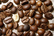 coffee-seeds-1193169